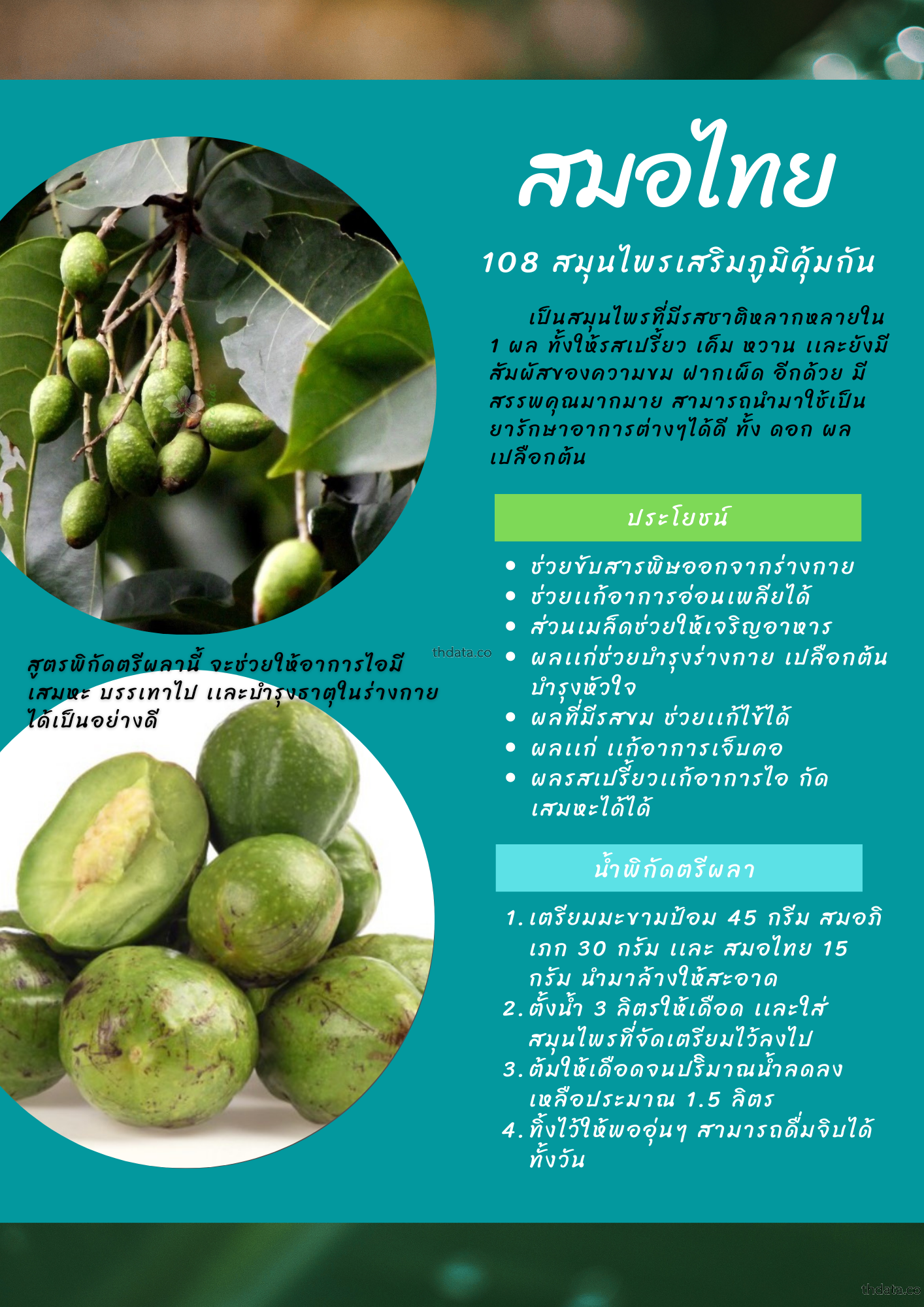 สมอไทย-108-สมุนไพรเสริมภูมิคุ้มกัน สมุนไพร สมอไทย-108-สมุนไพรเสริมภูมิคุ้มกัน สรรพคุณของสมอไทย-108-สมุนไพรเสริมภูมิคุ้มกัน thai-herbs.thdata.co thdata.co